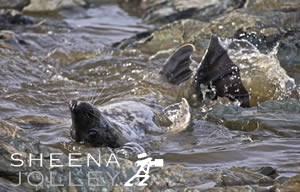 Galapagos Sea lion  black and white  photograph  wave  stones  IUCN Redlist Endangered. Wall of Water.jpg Wall of Water.jpg Wall of Water.jpg Wall of Water.jpg